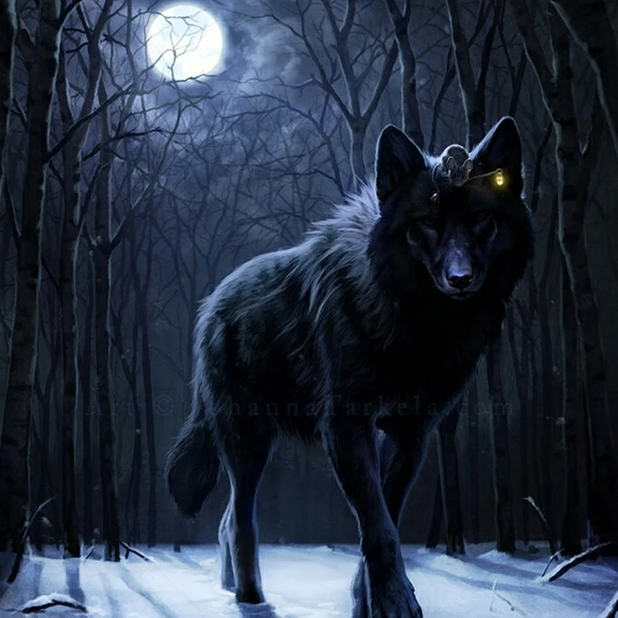 Волк полночь