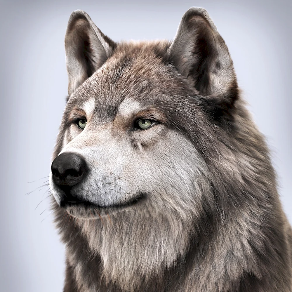 Волк портрет
