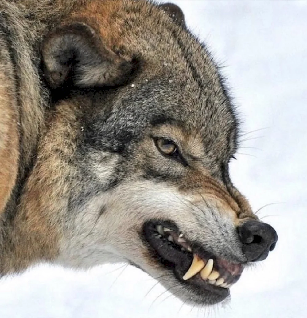 Волк рычит сбоку