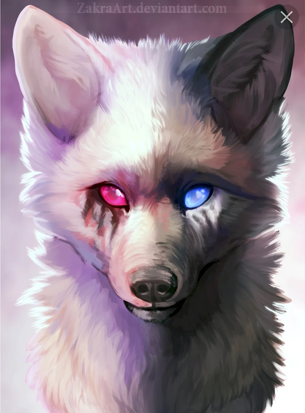 Волк с разными глазами