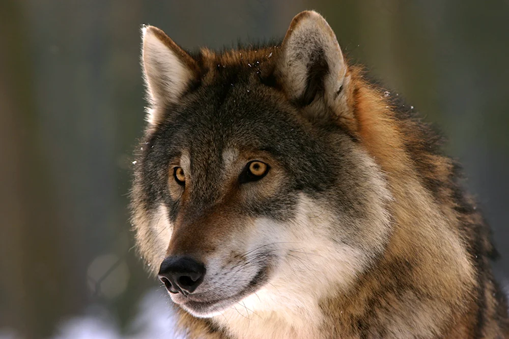 Волк серый