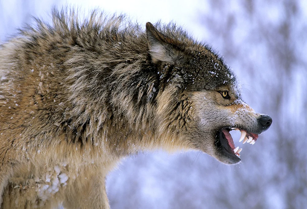 Волк скалится вид сбоку