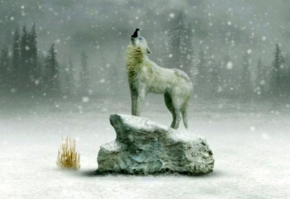 Волк в пургу