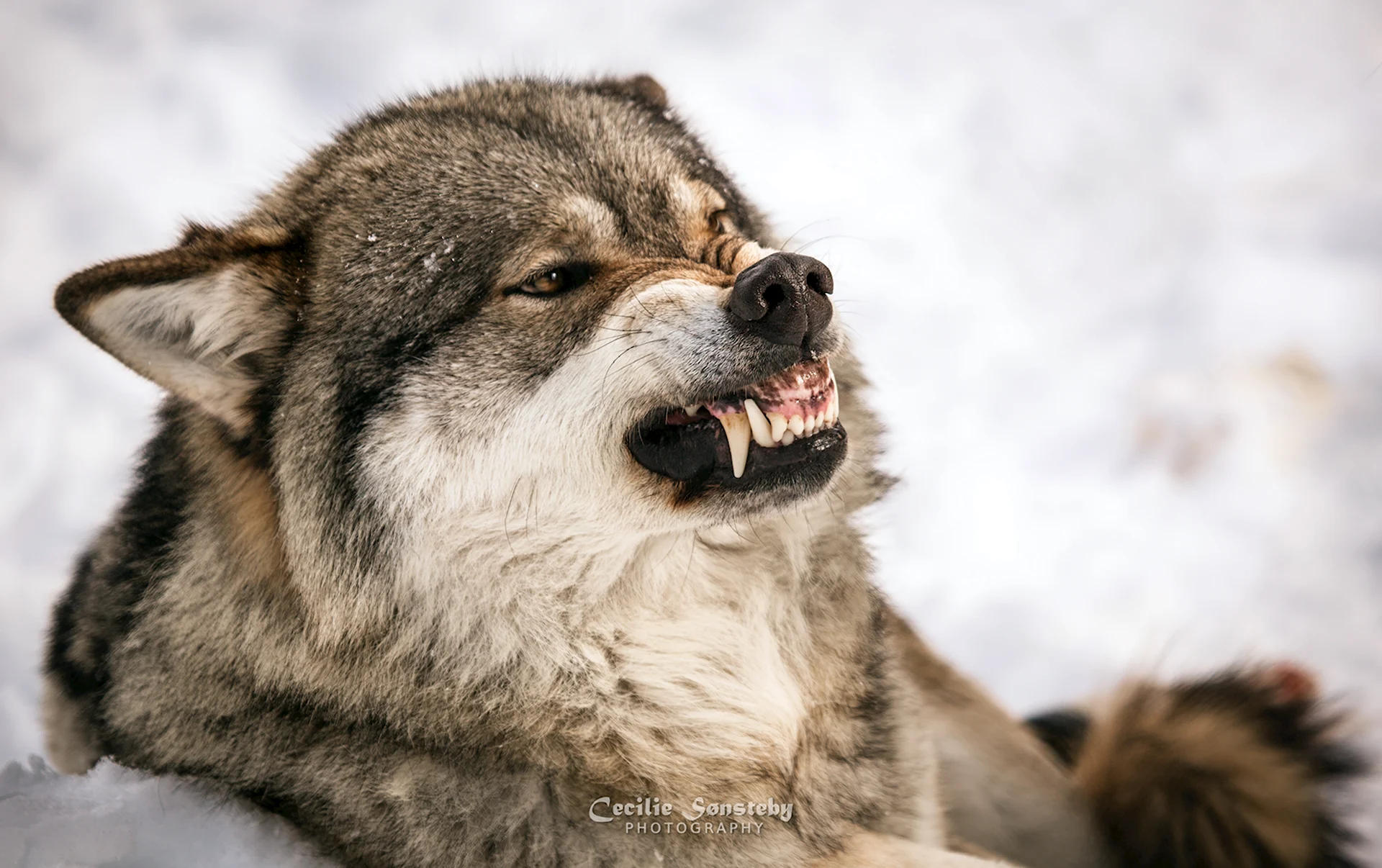 Волки смеются