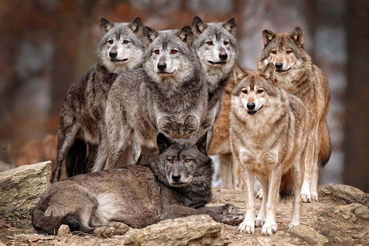 Волки волчата Волчья стая
