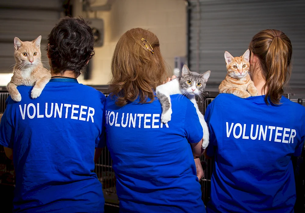 Волонтеры животных