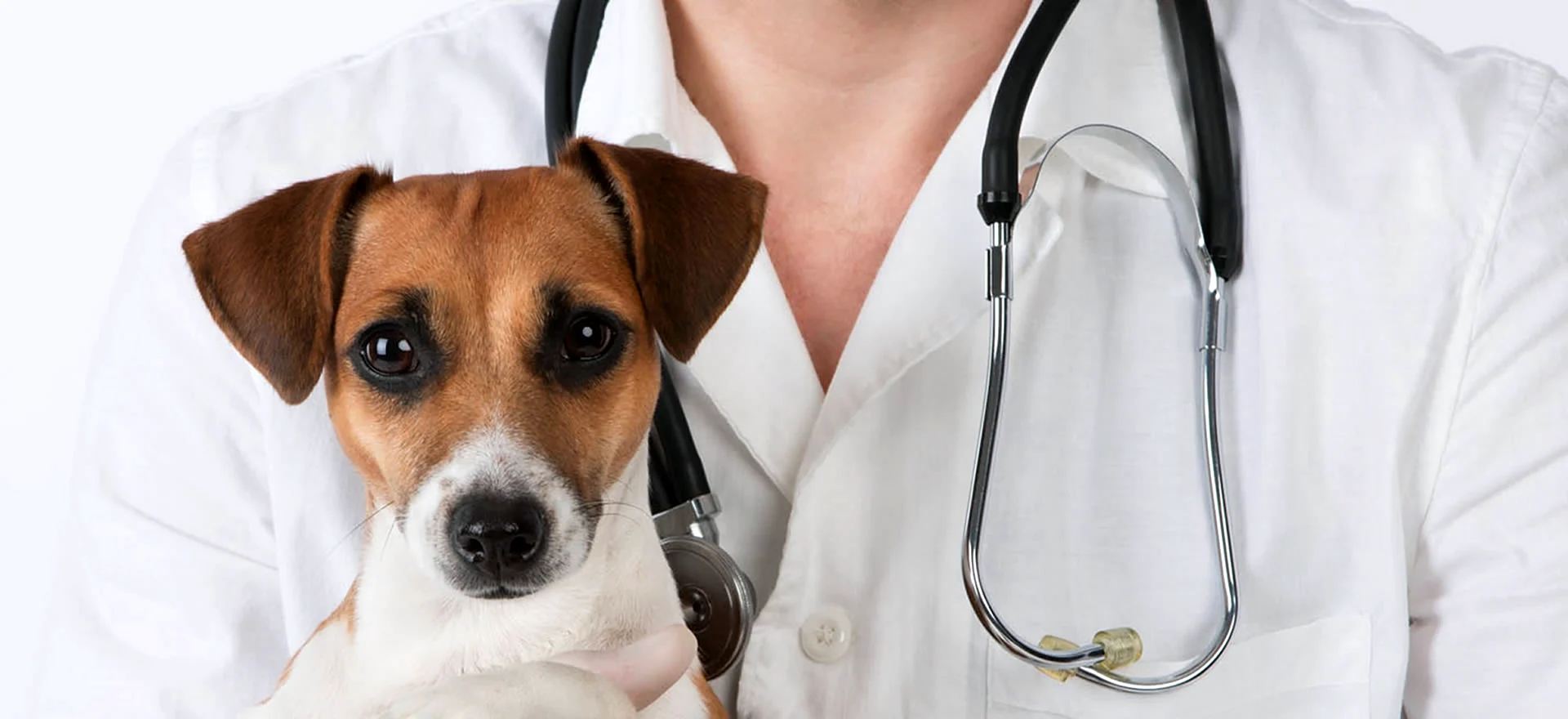 Врачебные ошибки в ветеринарии