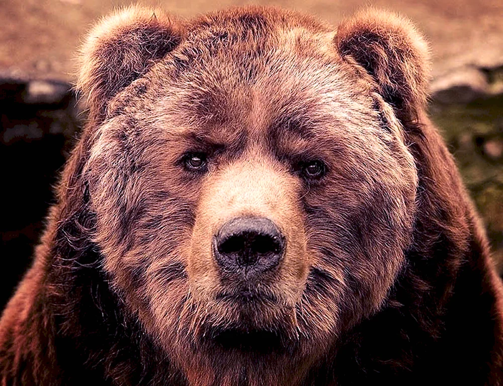 Взгляд медведя