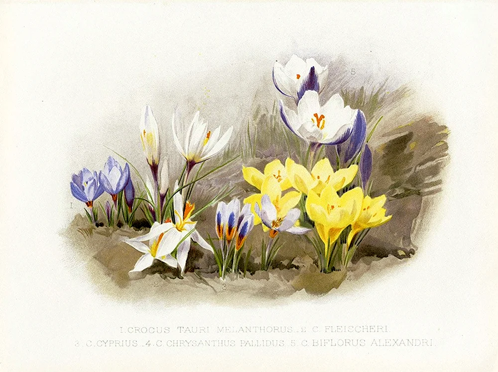 W. Robinson Flora & Sylva Prints by HG Moon 1903