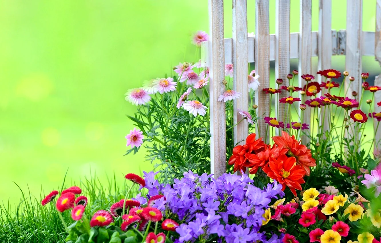 Забор с цветами