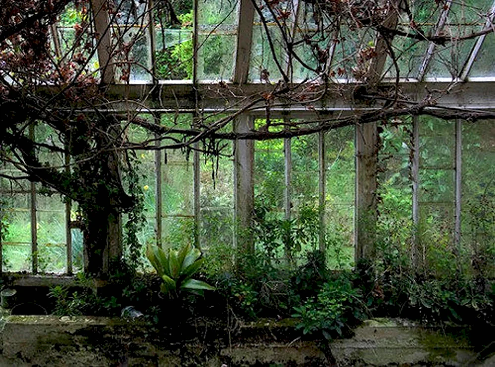 Заброшенный сад Рауль
