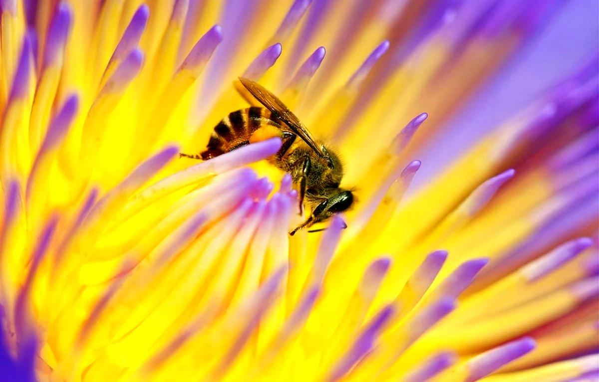 Заставка пчела