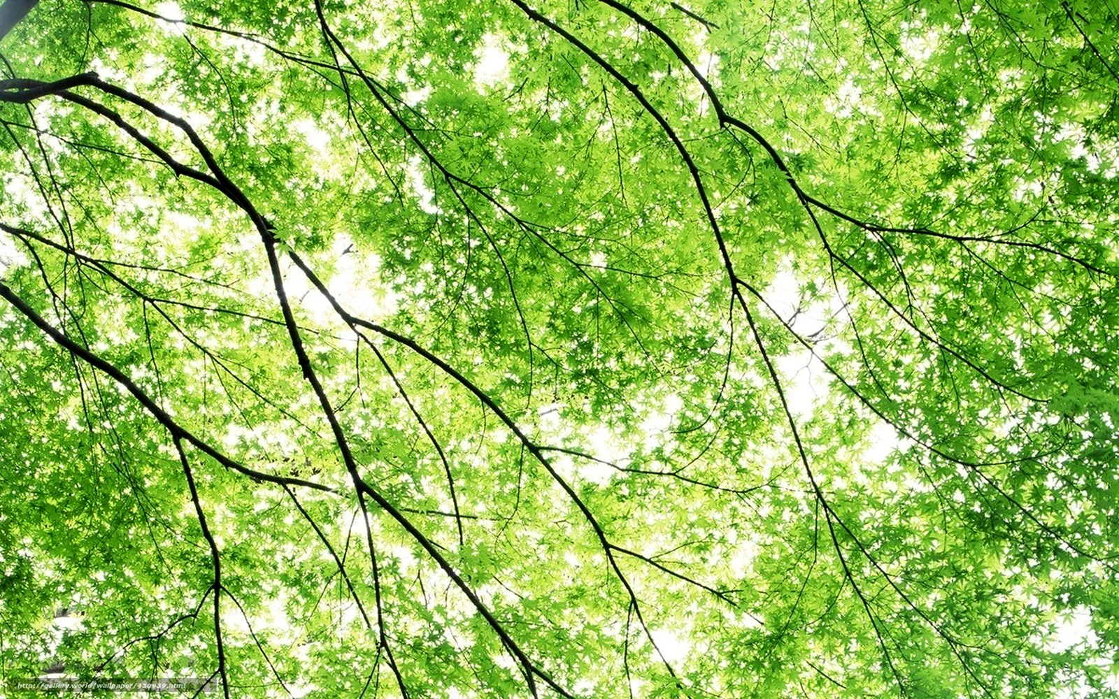 Зелень деревья