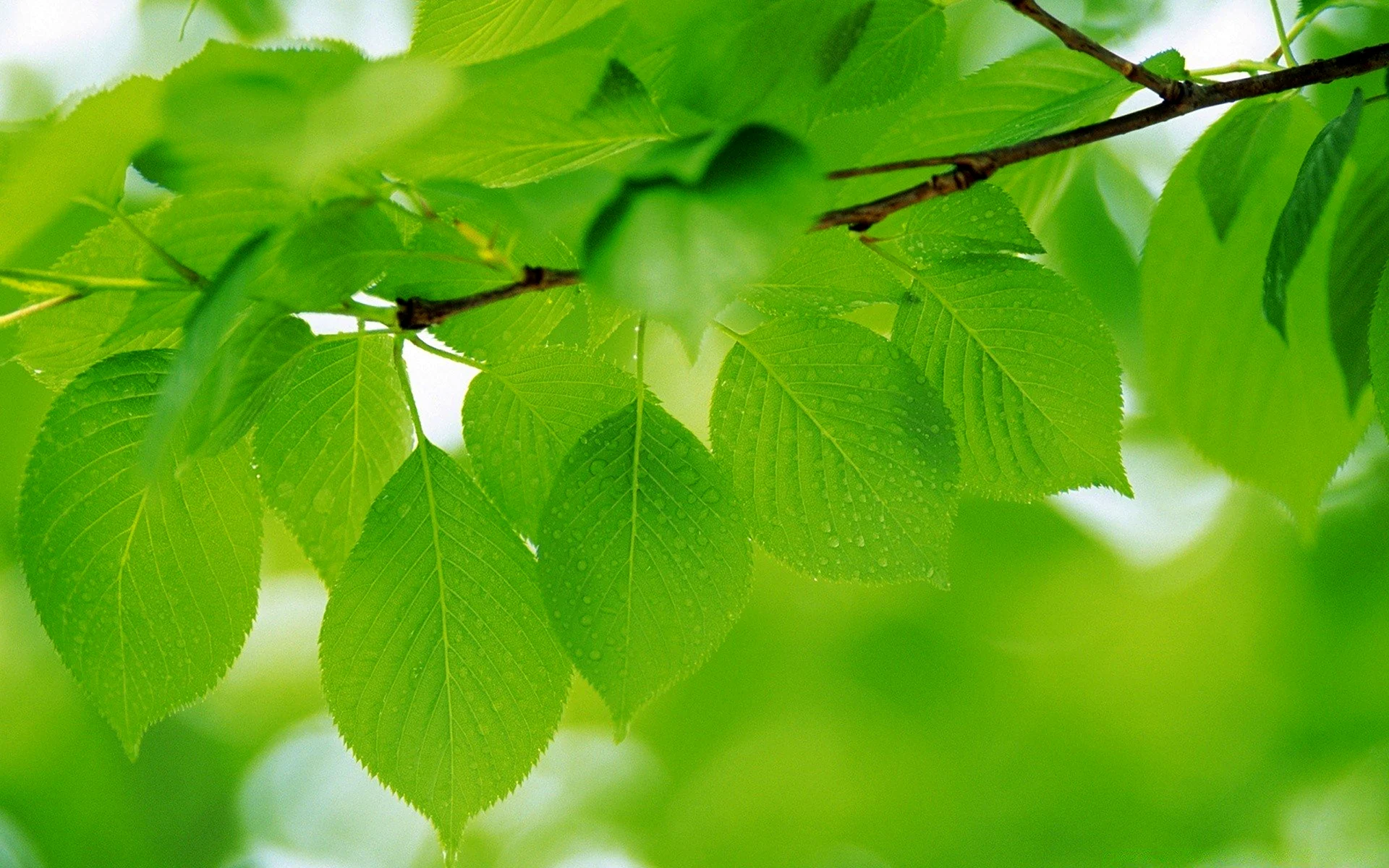 Зеленая листва