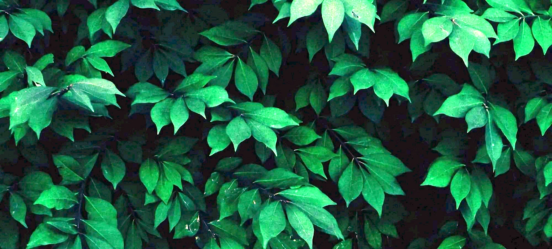 Зеленая листва Эстетика