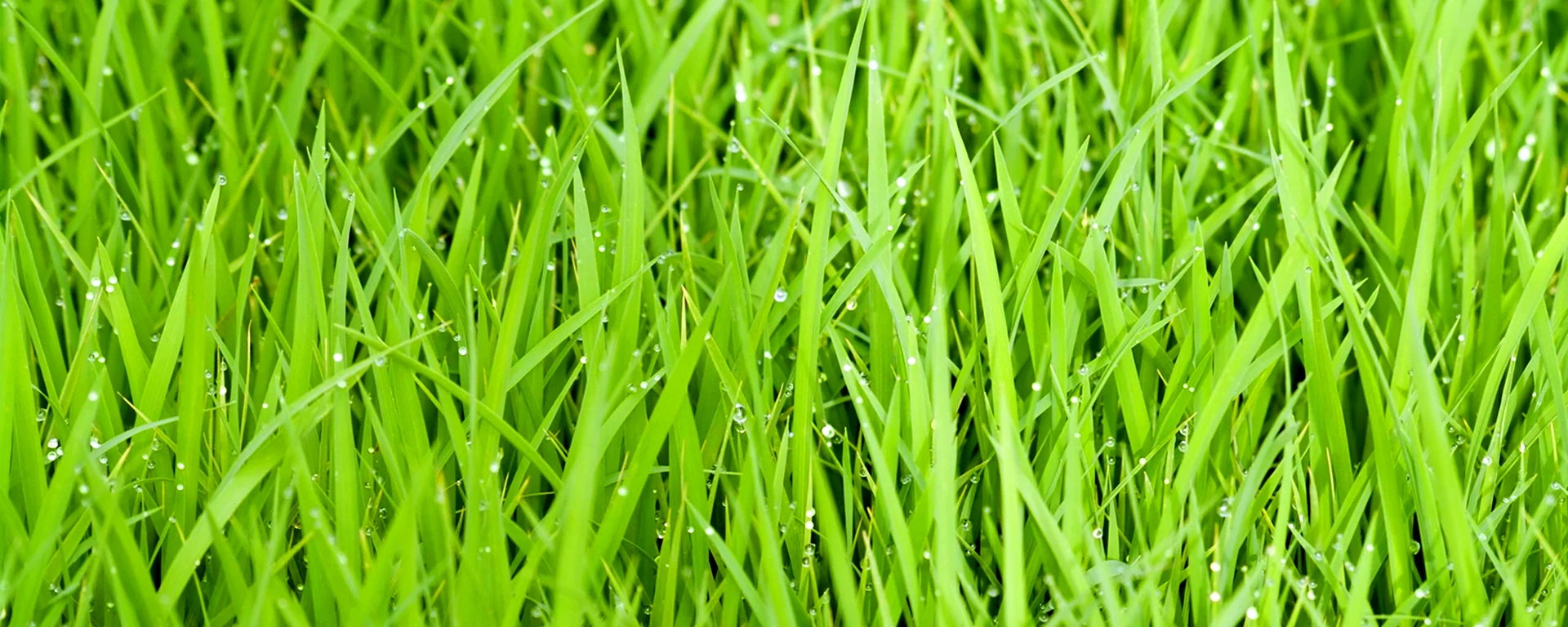 Зелёная трава для подложки