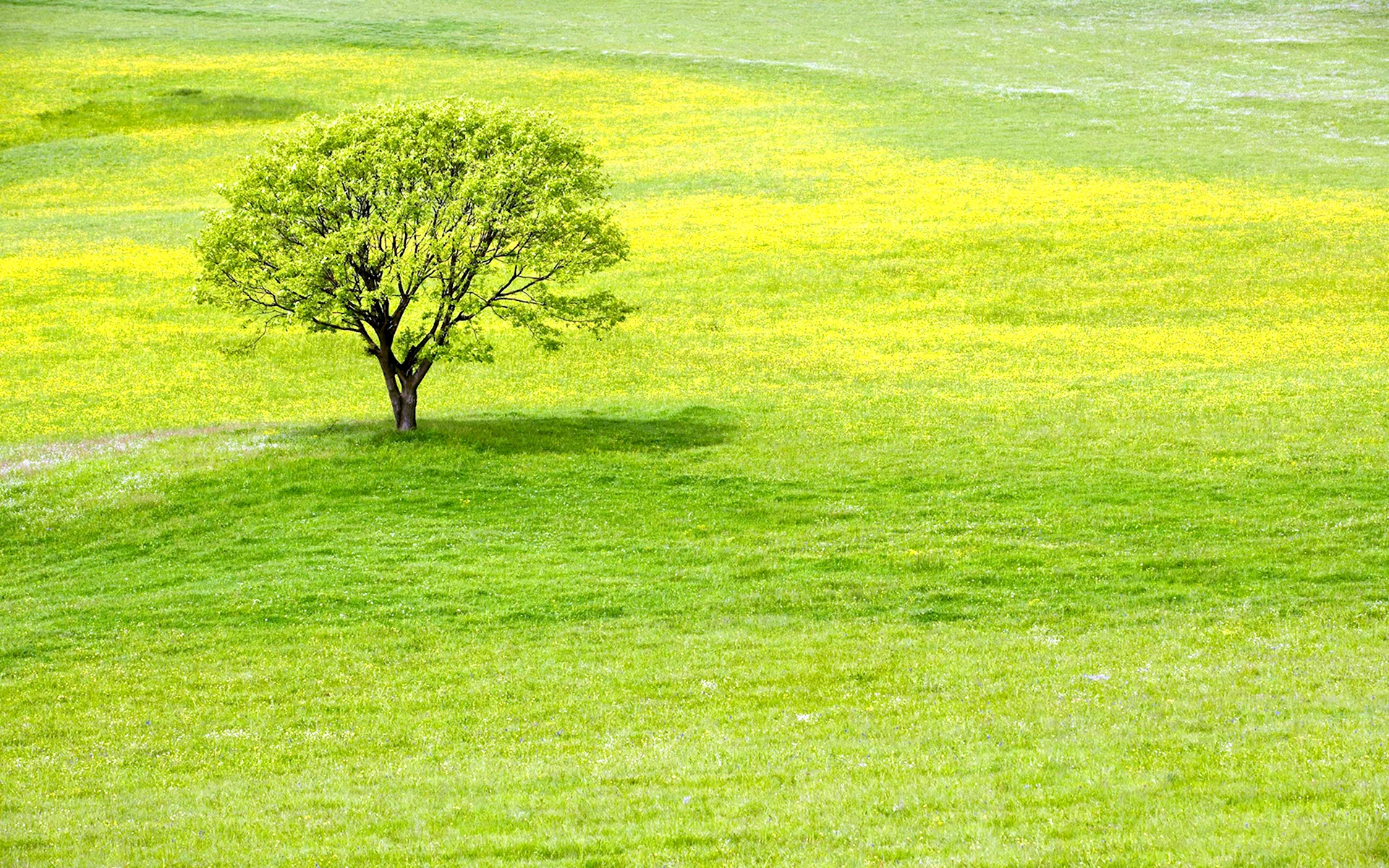 Зеленое поле с деревьями