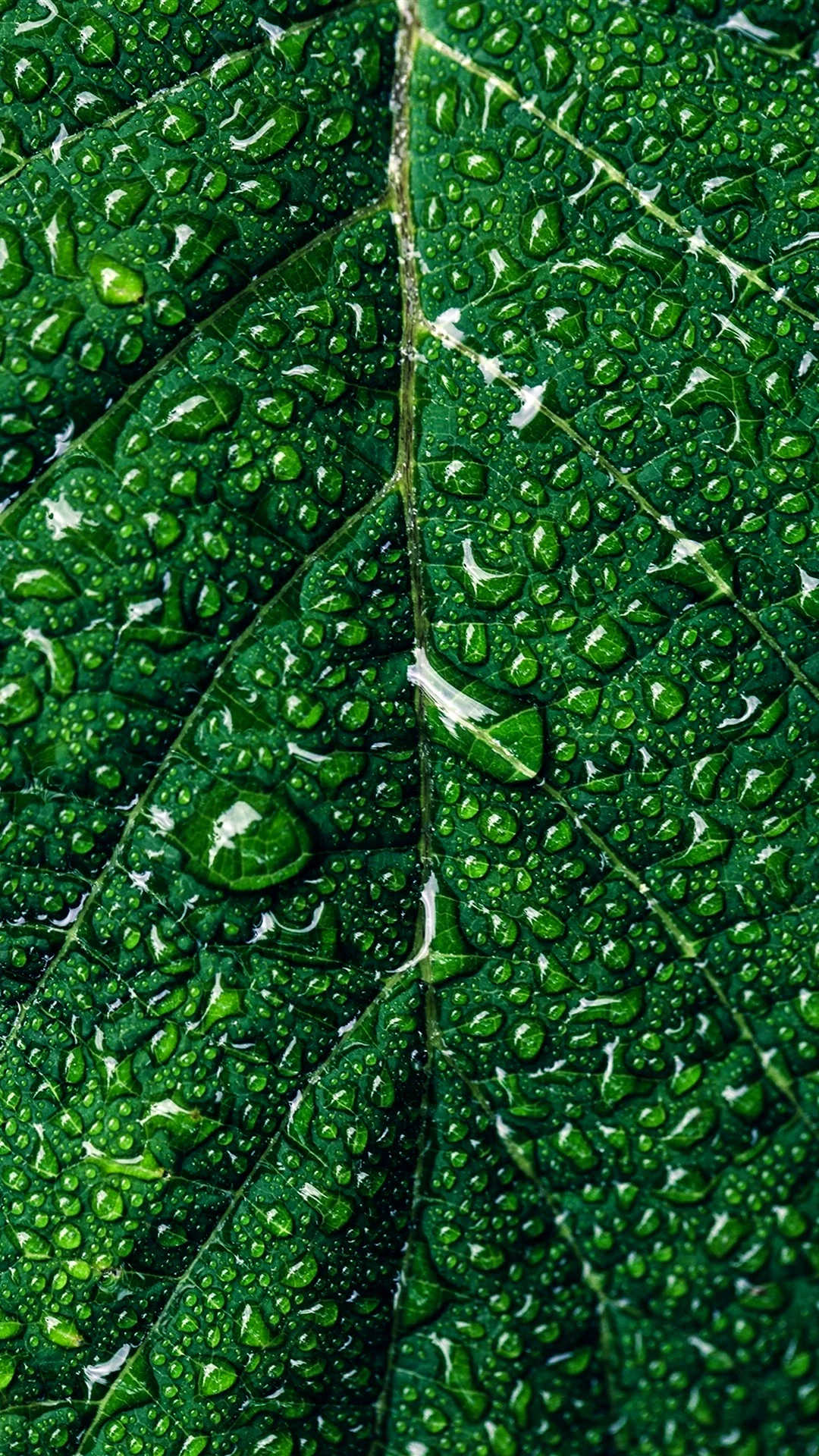 Зеленые листья на айфон