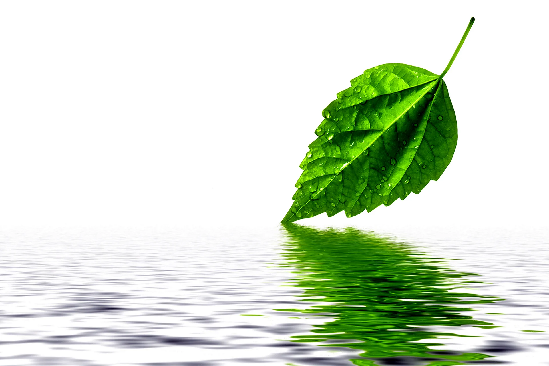 Зеленые листья в воде