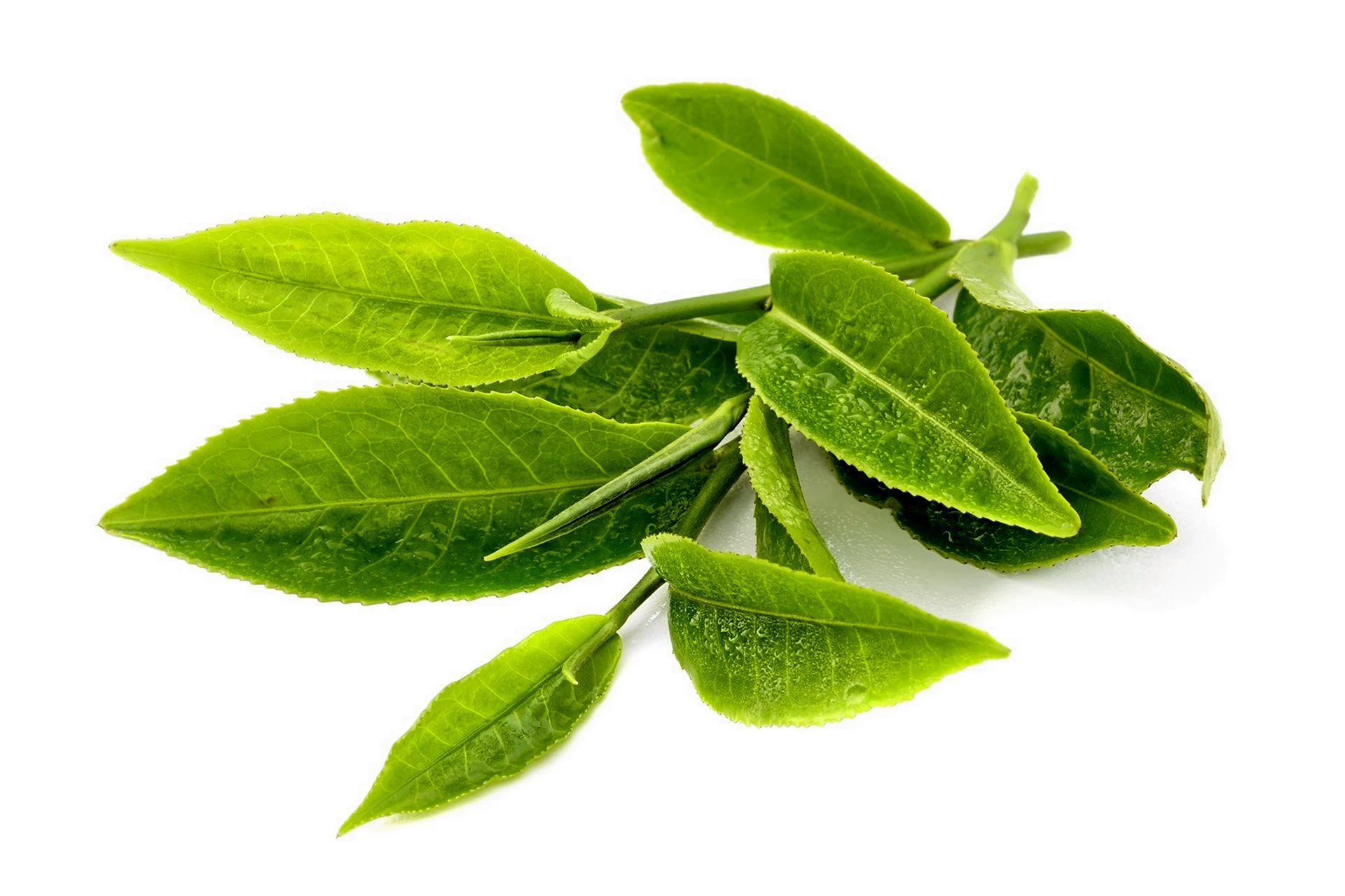 Зеленый чай Леаф экстракт