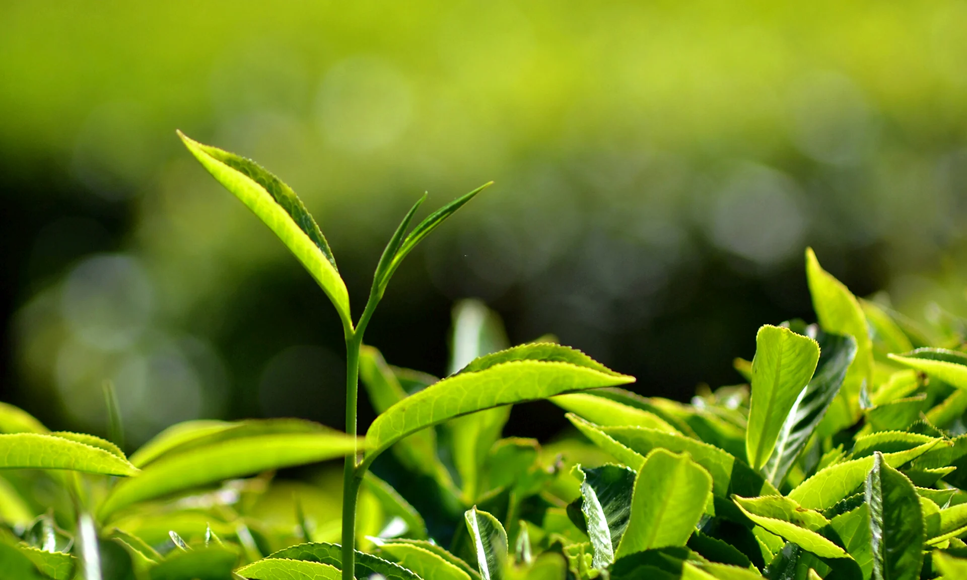 Зеленый чай листья