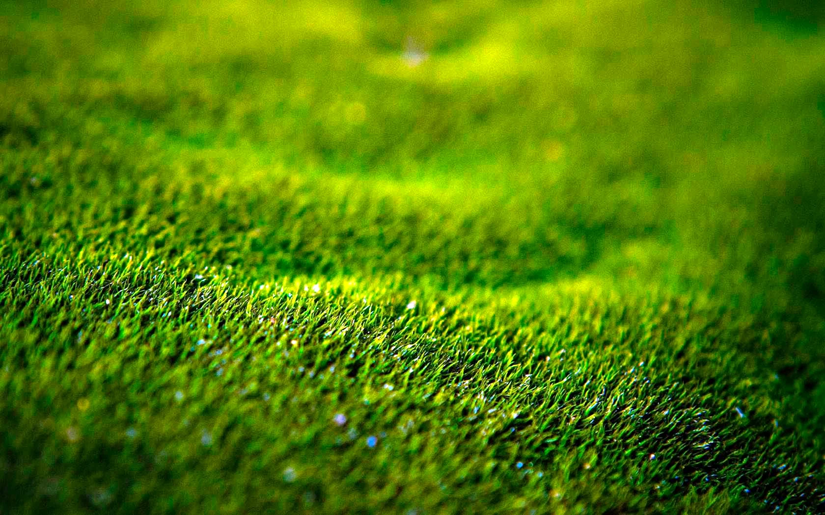 Зеленый газон