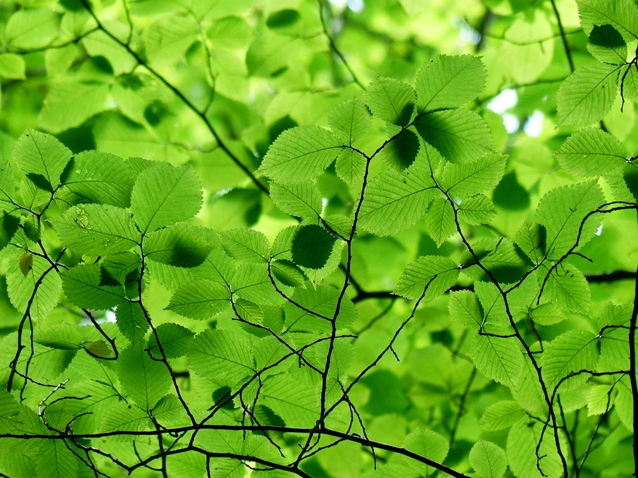 Зеленый листик березы