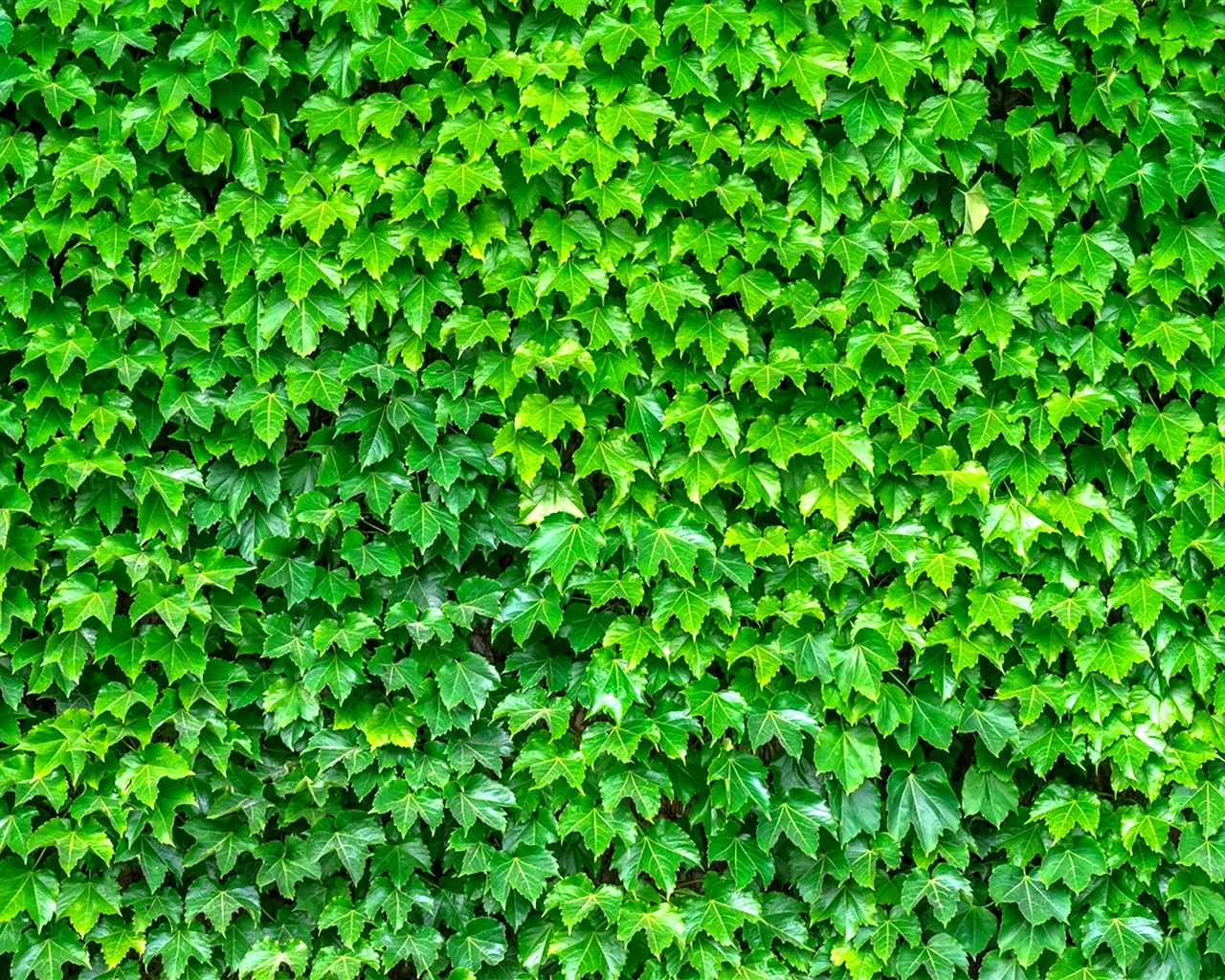 Зеленый плющ растение