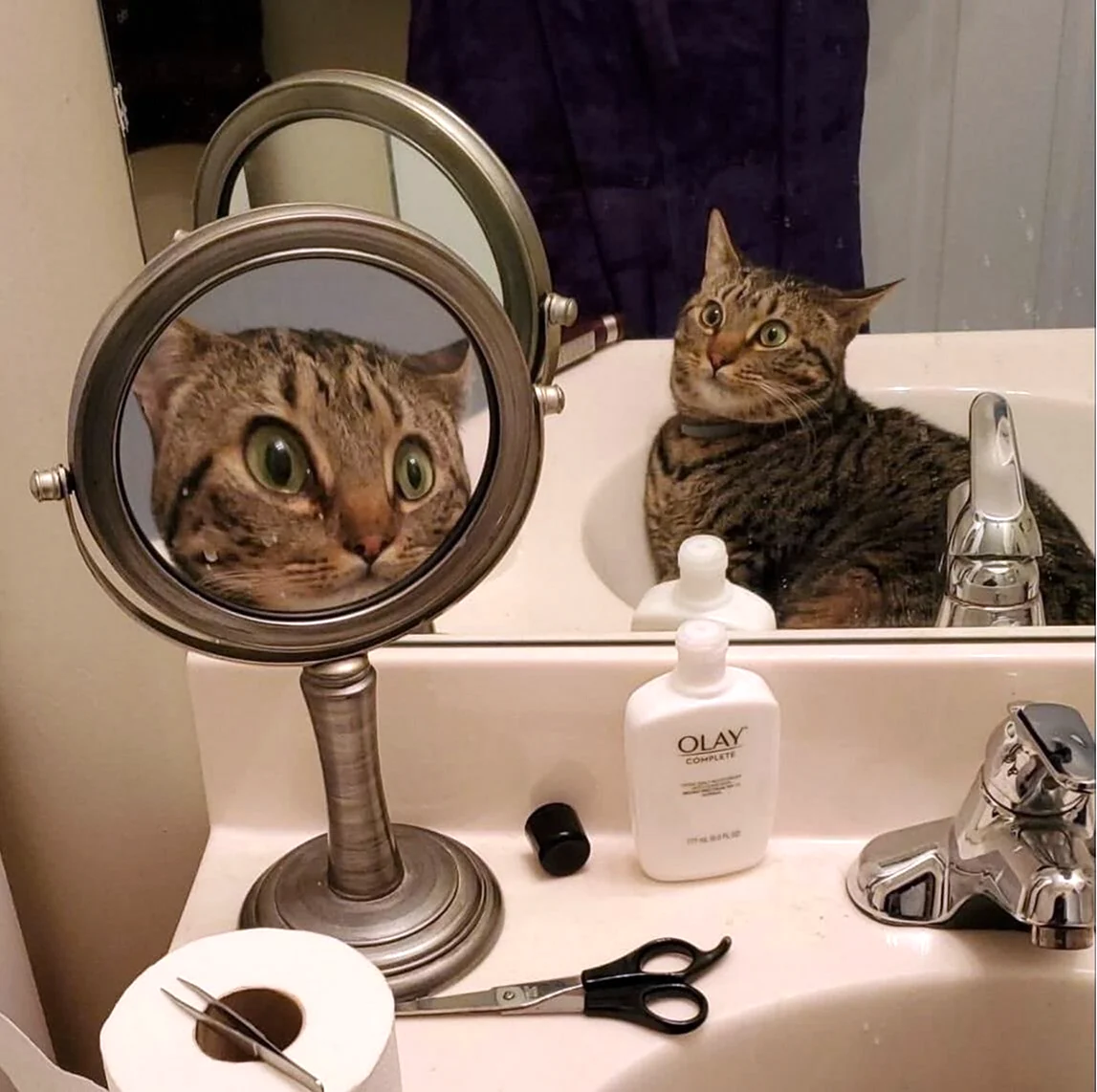 Зеркало кот