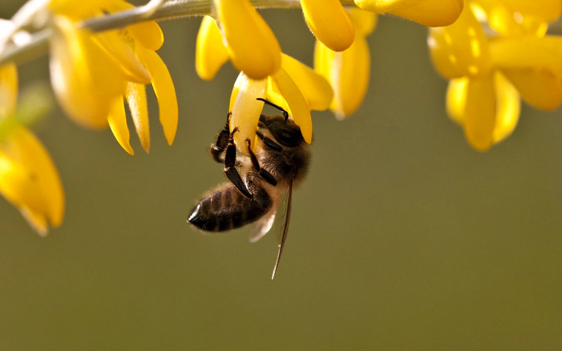 Желтая Акация с пчелой