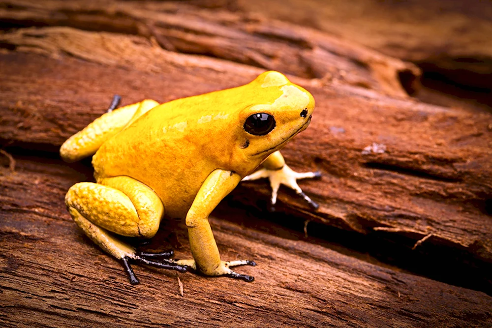 Жёлтая лягушка листолаз