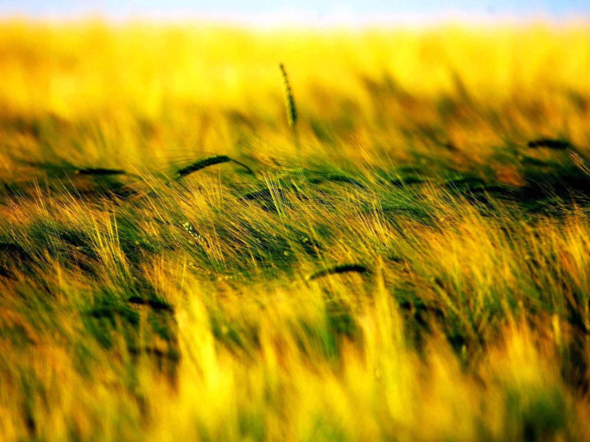 Желтая трава
