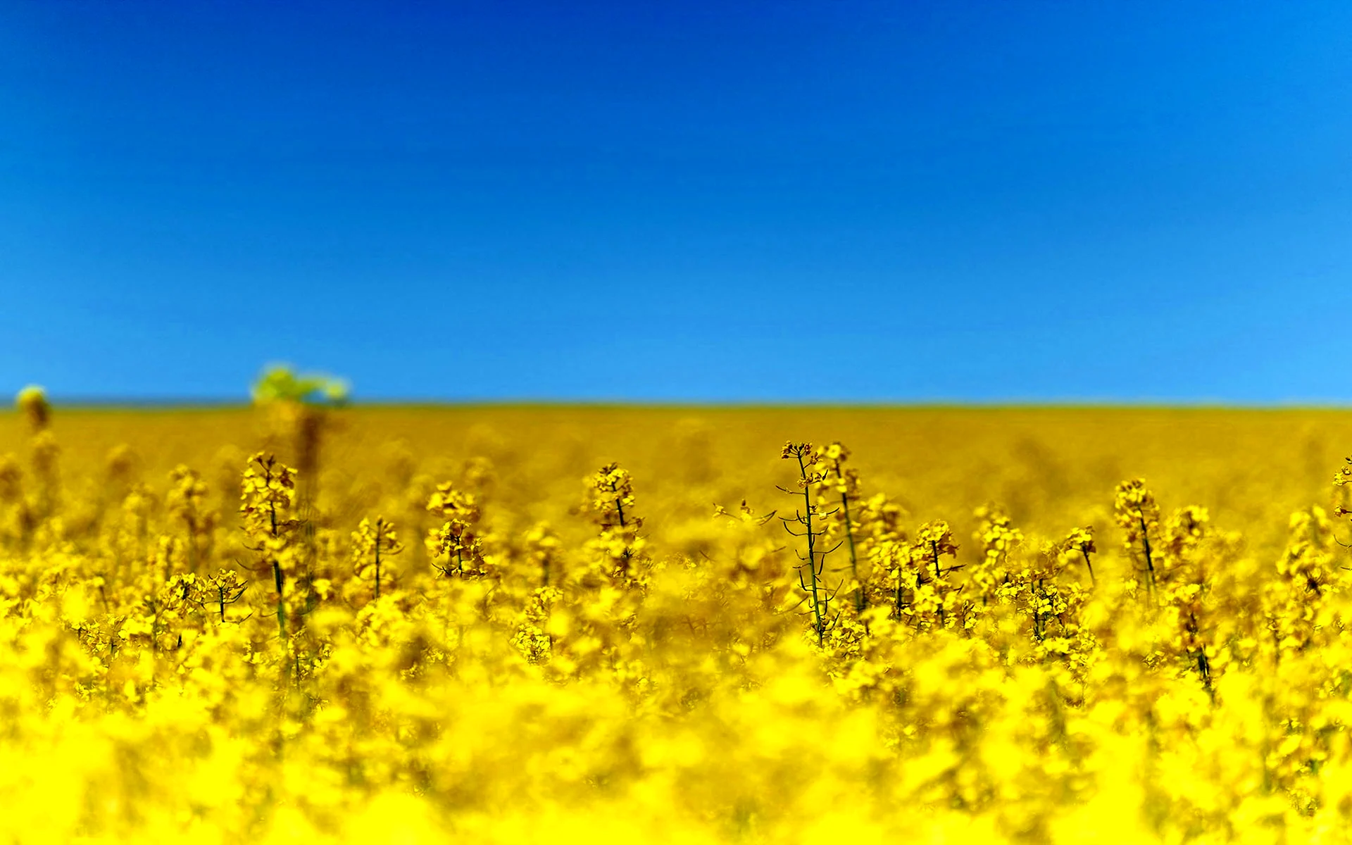 Желтое поле