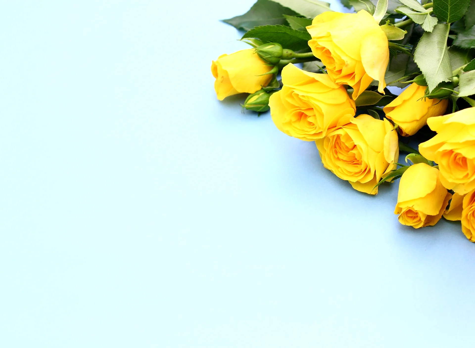 Желтые розы фон