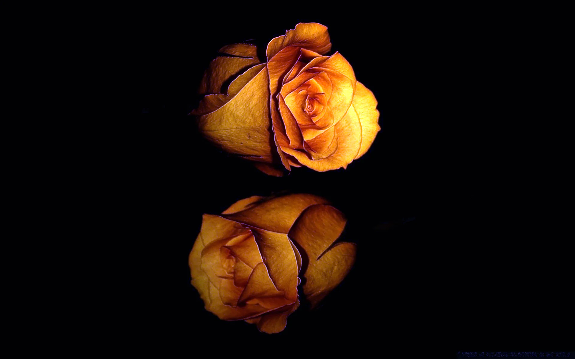 Желтые розы на коричневом фоне