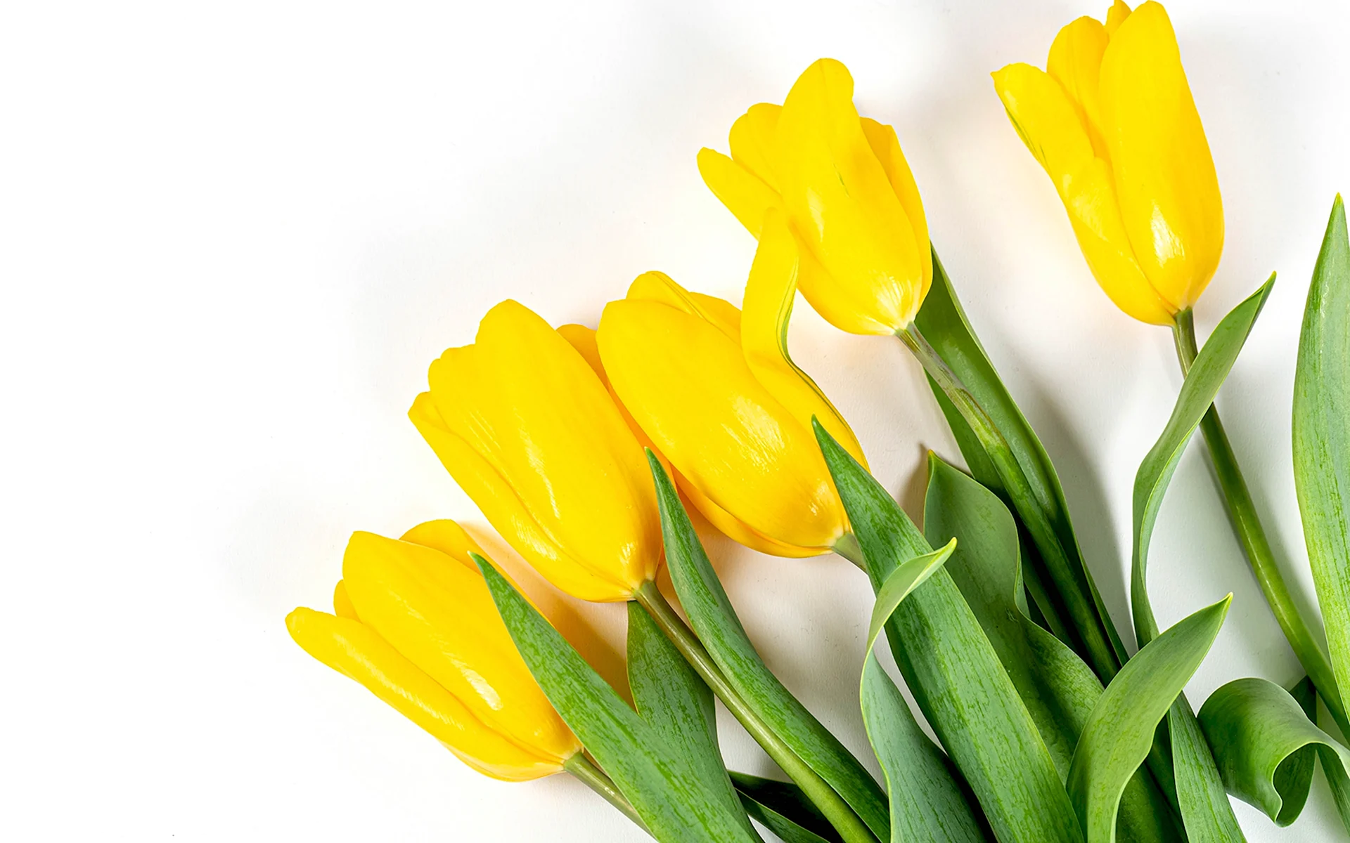 Желтые тюльпаны на белом фоне