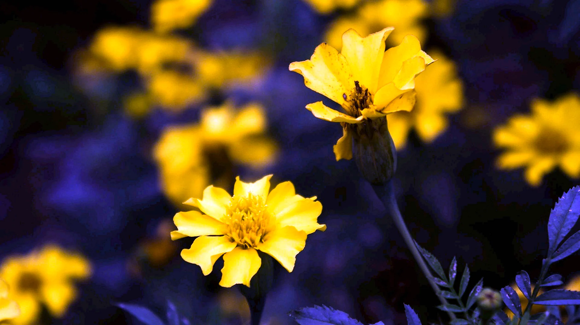Желтые цветы Эстетика