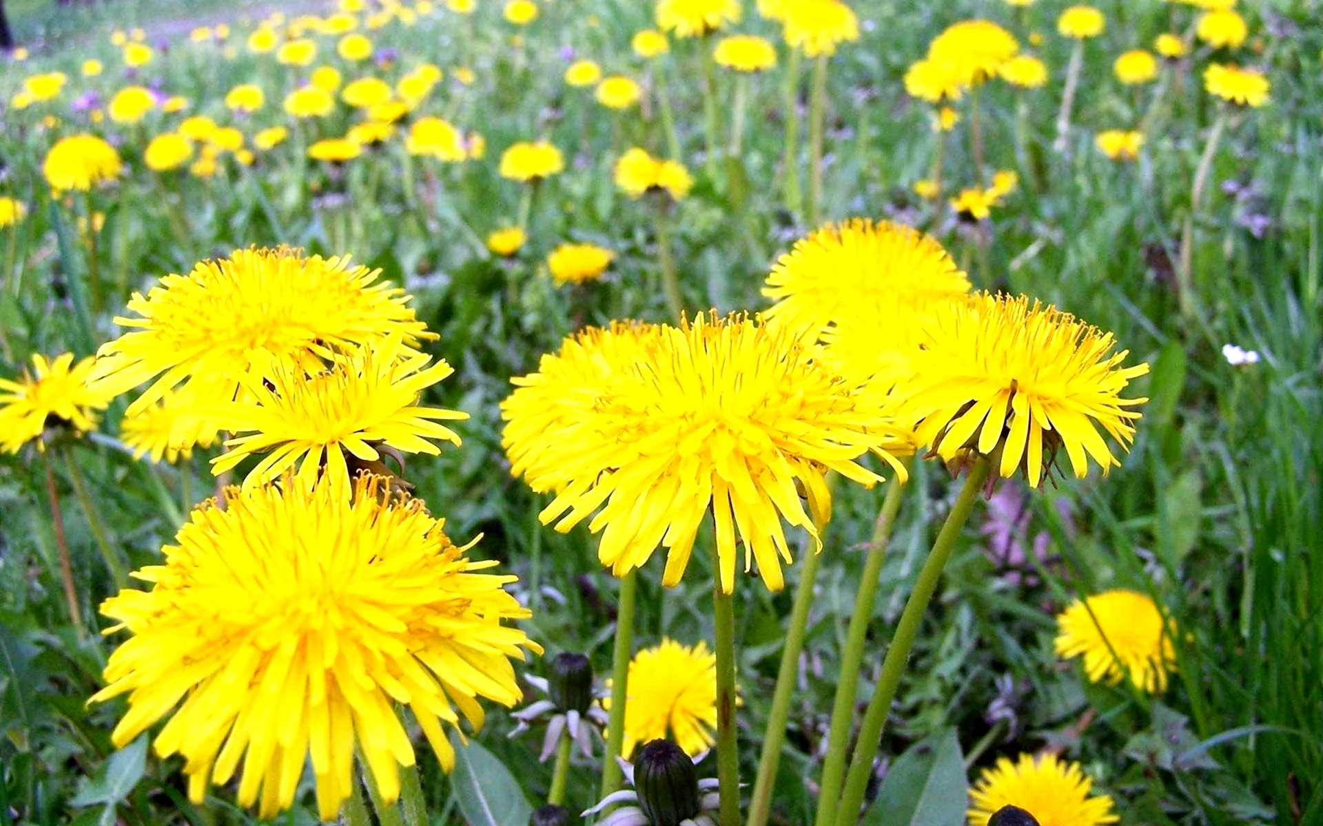 Желтые цветы одуванчики