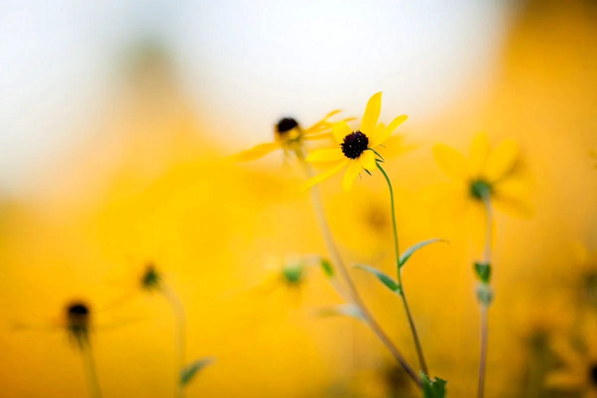 Желтые цветы расплывчато