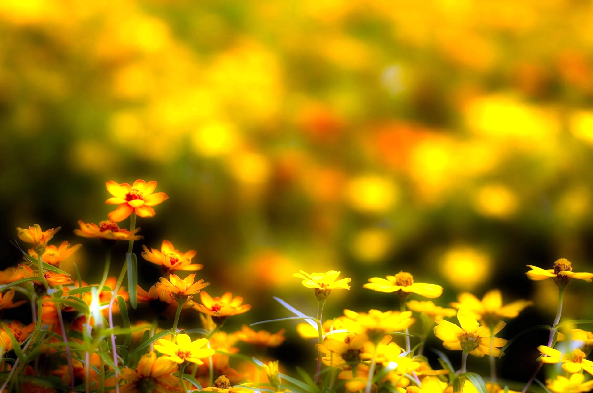 Желтые цветы размытые