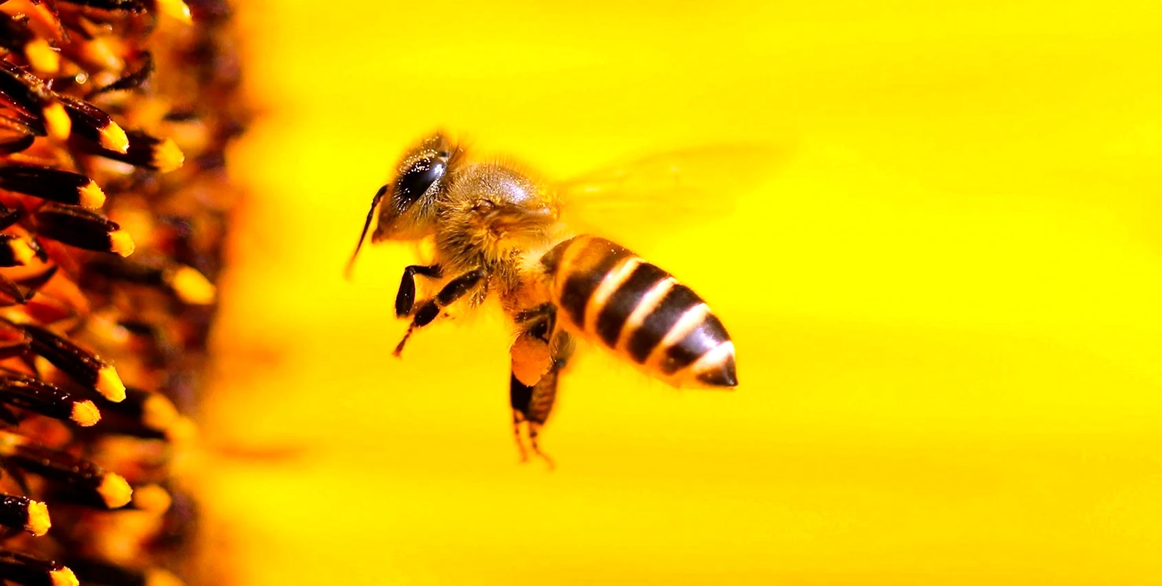 Желтый и оранжевый пчелы