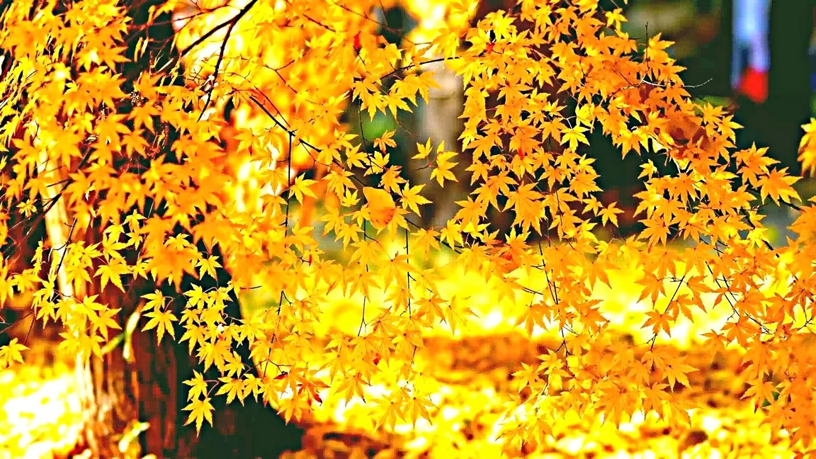 Желтый листопад
