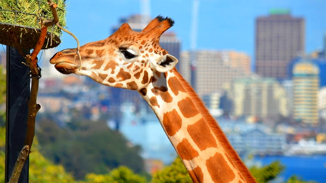 Жираф Мадагаскар