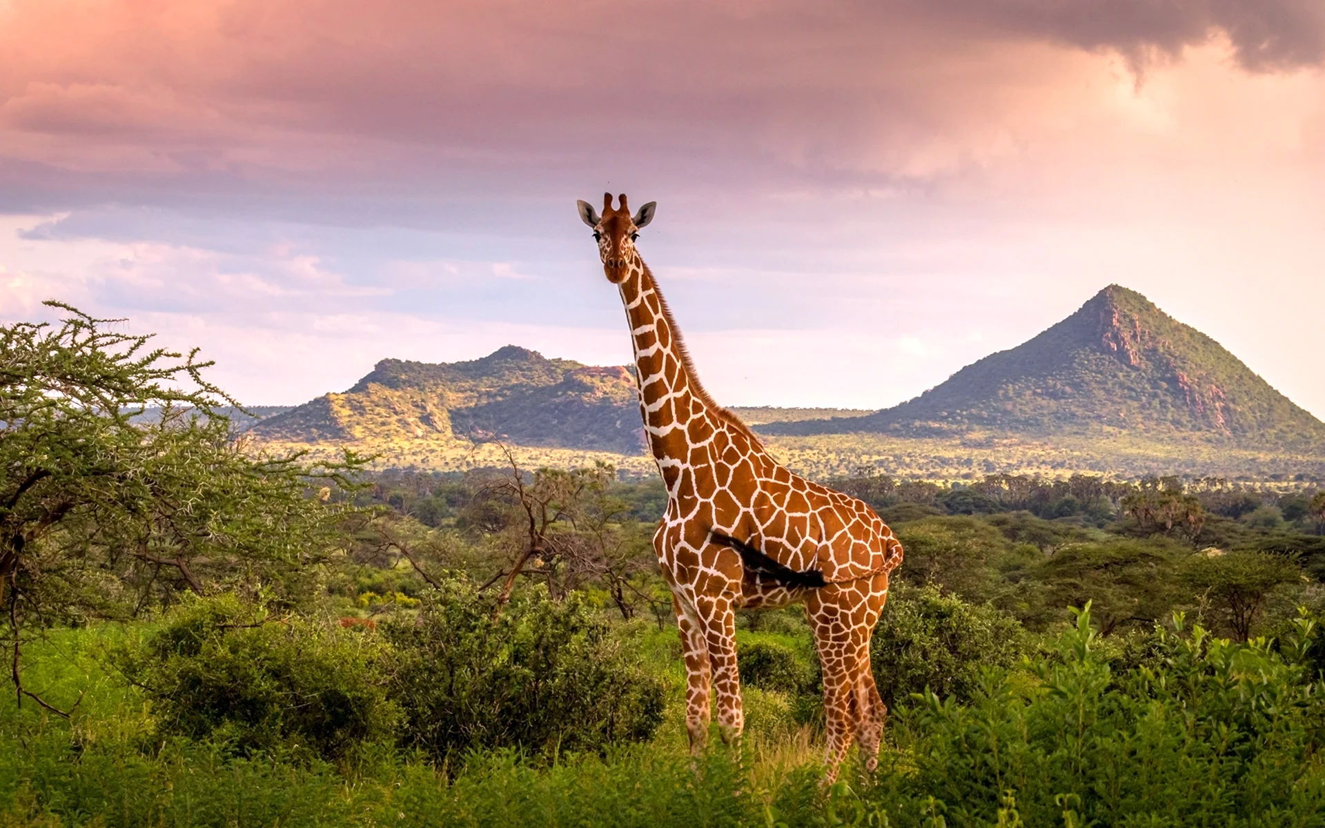 Жираф в Африке