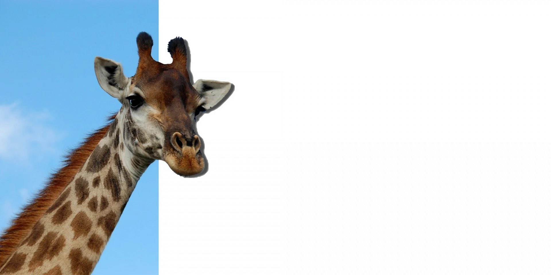 Жираф выглядывает