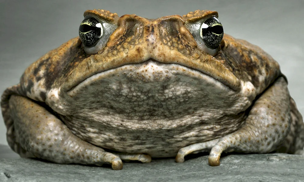 Жирная жаба ага