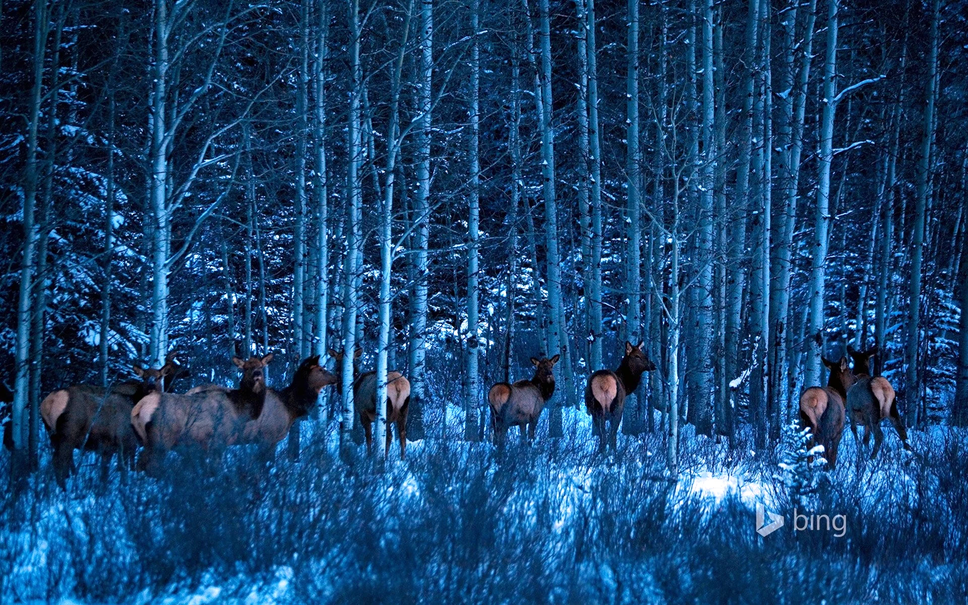 Животные в ночном зимнем лесу