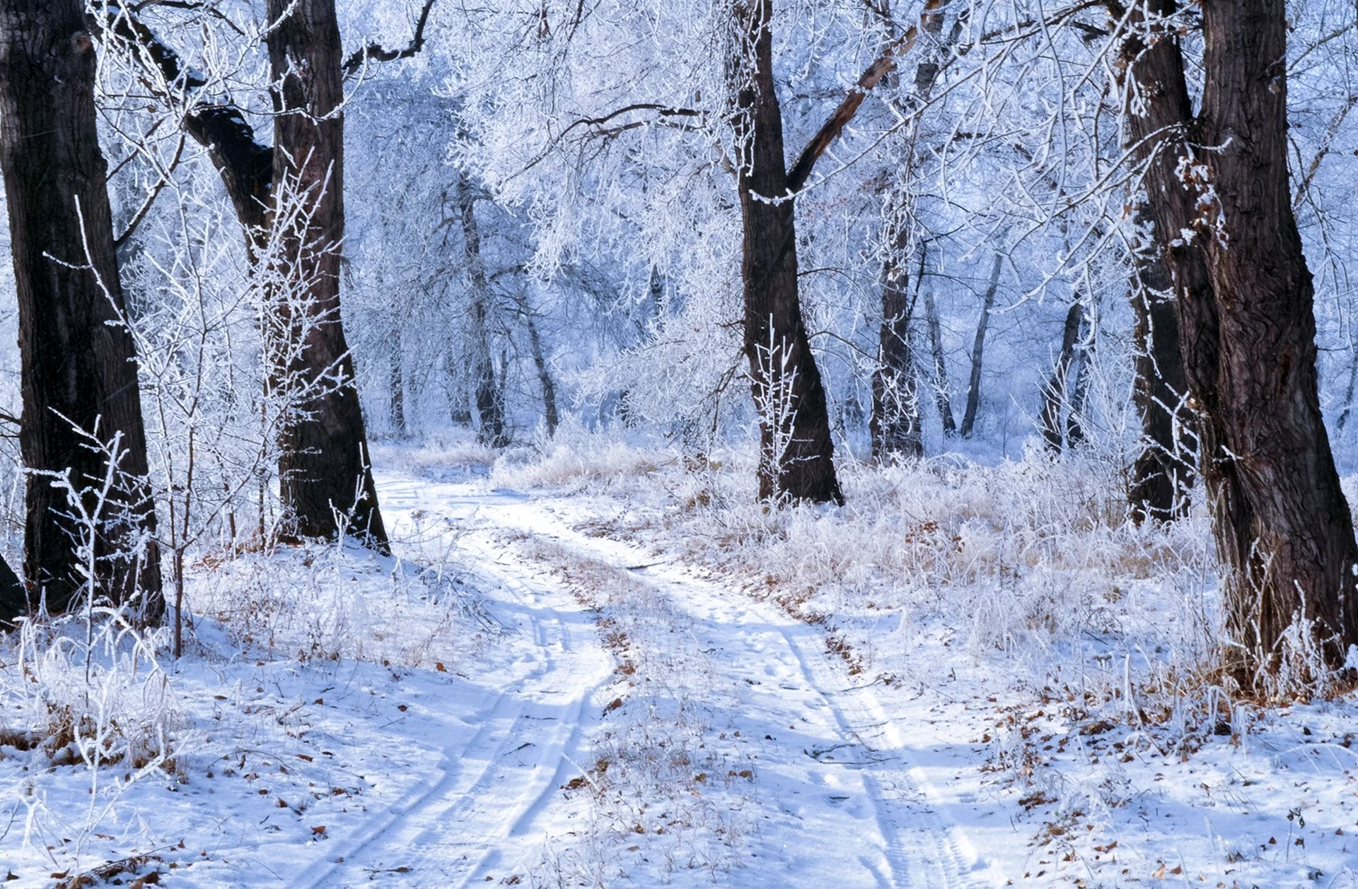 Зимний лес для фотошопа