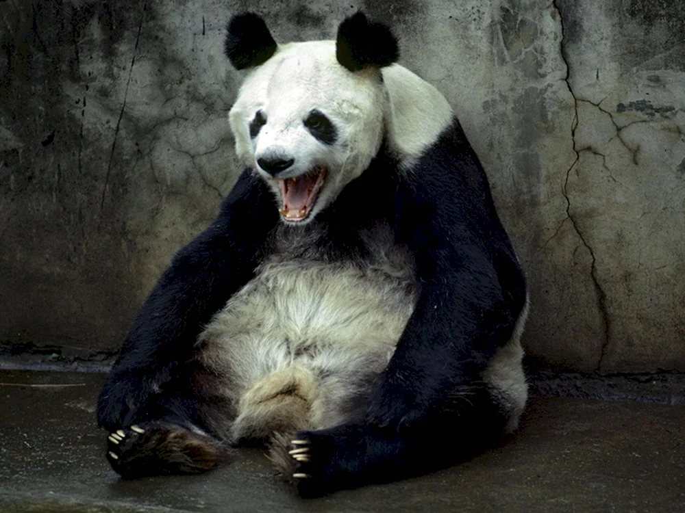 Злая Панда