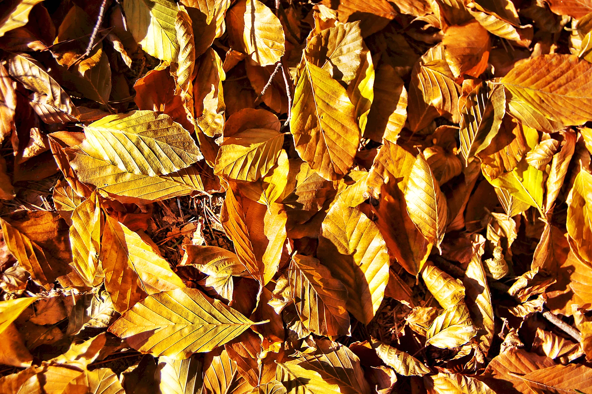 Золото листвы